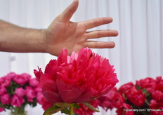 This is the Belgravia and it is one of the biggest Peony that GreenWorks has in their product range.